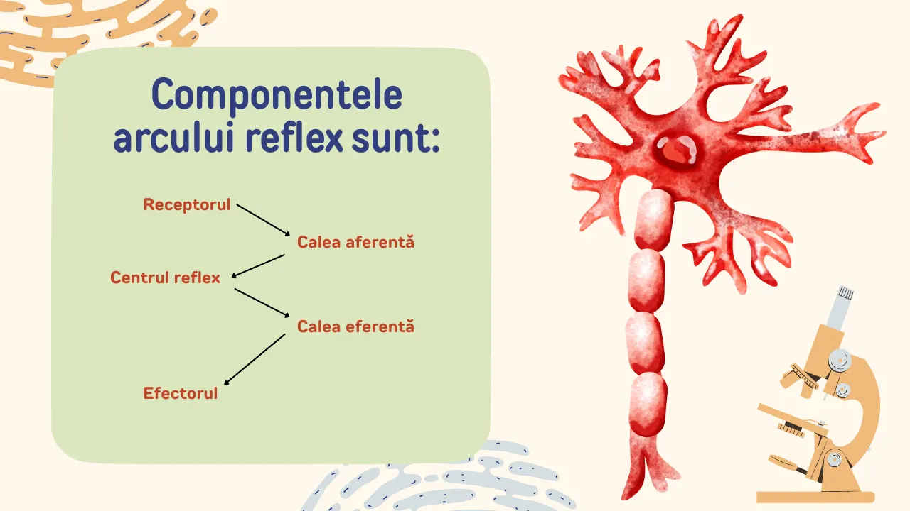 Slide 14 din capitolul 2