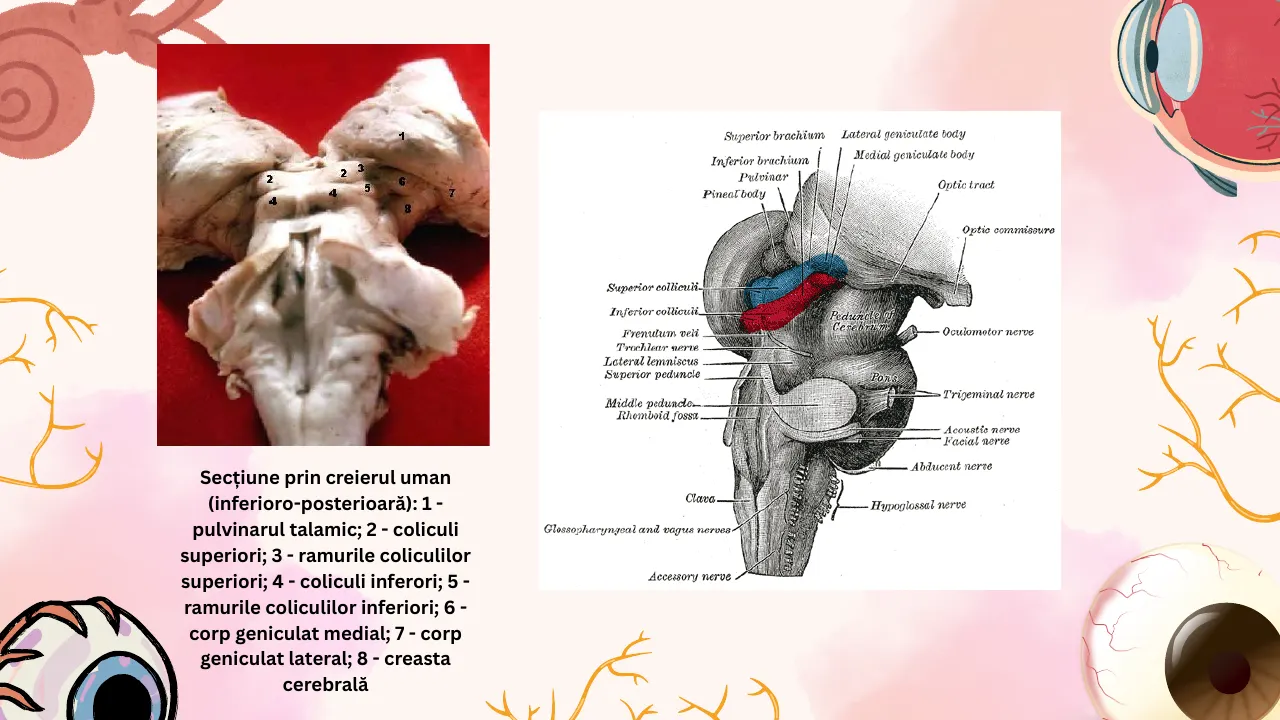 Slide 19 din capitolul 3