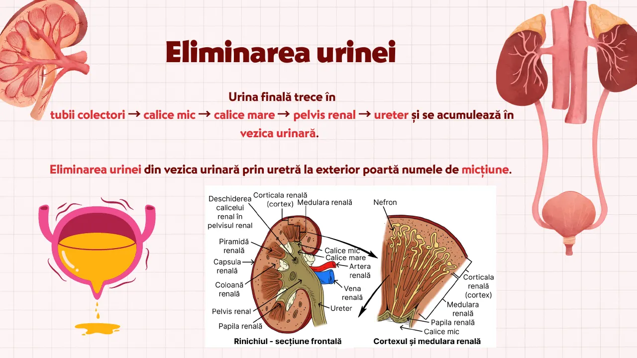 Slide 8 din capitolul 10–11